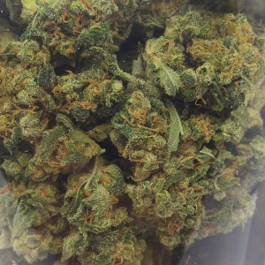 Dutch Hawaiian Sativa Dominant Hybrid cannabis strain
