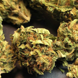 Suzy Q High CBD cannabis strain