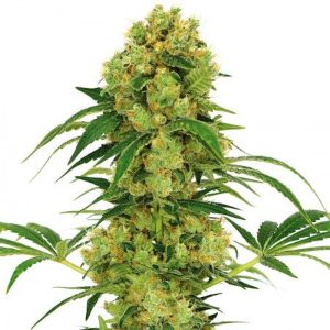 Stephen Hawking Kush High CBD cannabis strain
